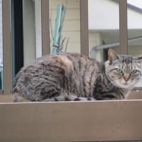 猫とバラとクレマチス