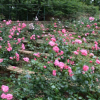 相模原北公園の薔薇