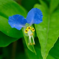 22日、大徳寺から十二坊蓮臺寺への散歩で初夏だより＆癌治療