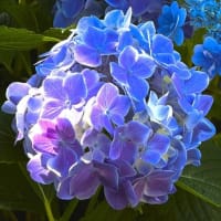 「アジサイ」／下丸子公園