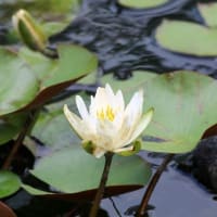白鳥庭園　ハスの花＆庭園の夏風景