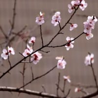 杏子の花