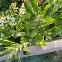 屋上なのに雑草が生える