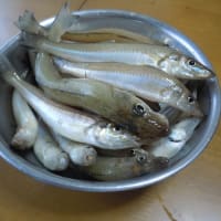今日の釣果は２４匹