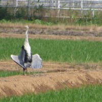 一年生の野鳥の授業。(6/9＊月）