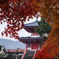 京都の紅葉名所　旧嵯峨御所 大本山 大覚寺