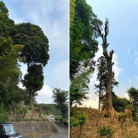 【マテバシィ伐採作業】境界側・道路側に大きくそびえ立ったどんぐりの木を伐採｜倒木リスクを防ぐための決断