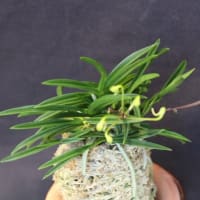 弁慶丸