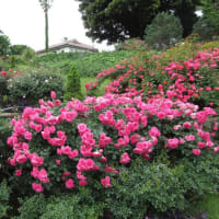 港の見える丘公園　バラ真っ盛り　バラとカスケードの庭