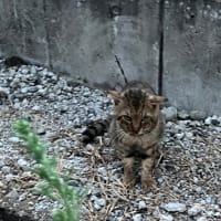 朝の富士山と猫ちゃんとやっぱり暑い