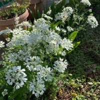 八重コデマリ　オルレア　ナンジャモンジャの花が咲きました・・・