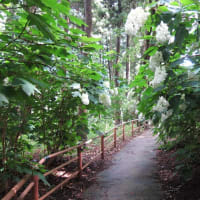 一万本のアジサイ…涸沼自然公園（茨城町）
