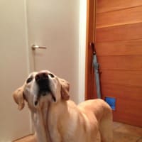 ジャッキーと戯れる日本