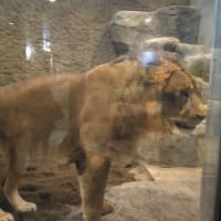 円山動物園