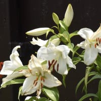 ヤマユリの偵察