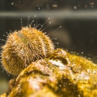 淡島水族館2Fの生き物 FILE:10　企画展示
