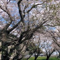 桜　令和7年　古賀市　その２