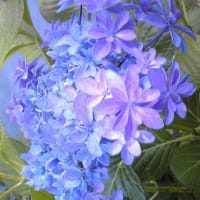 八重のがく紫陽花（歌合せ）