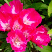 「さがみ野」の桜並木の花壇で「西洋ナデシコ」が清楚な花姿を！！