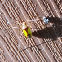 庭のちっこい虫たち‥6月7月