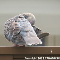 キジバト（羽繕い）（富山市）