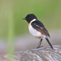 北海道で出会った鳥たち❾‼️    2025.6.22〜6.27    撮影