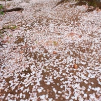 豪徳寺の桜と招き猫