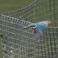 カワセミとサギ