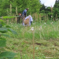 保存会、楮畑の草刈り始まる