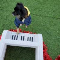 クリスマス2019❗れもん🐶えいと🐶