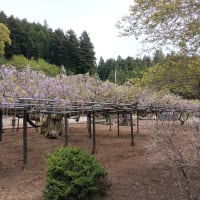 龍蔵寺の藤
