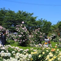 泉南市農業公園 花咲きファーム
