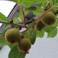 庭の様子　６月
