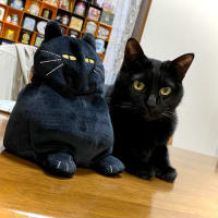 トノによる黒猫と黒猫の共演