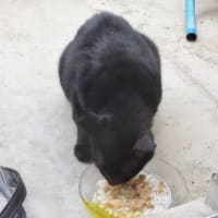 えっ　猫だ