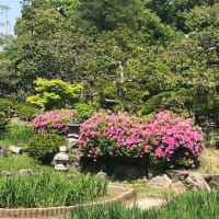 水月公園のツツジ