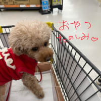 最近の未倭ちゃん