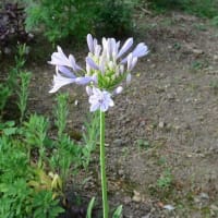 「アバがンサス」の花、バージン花です。