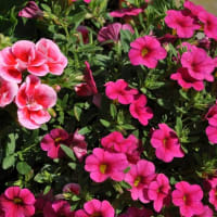 6月のゼラニウム　元気です‼