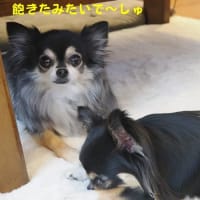 時々やる気を出す