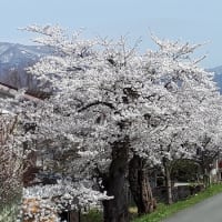 再掲載；・・・桜と友との別れ（７年前の春のことです）
