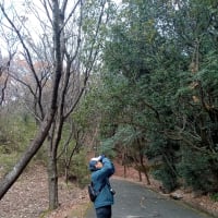 牛田山バードウォッチング