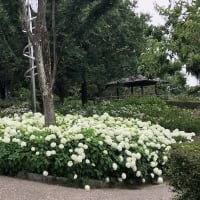 四季の森の紫陽花が見ごろでした
