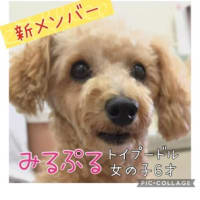 ララを迎えるまで③