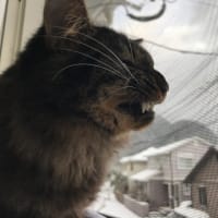 初めて雪を見る