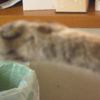 「ジュジュ」の夏の風物詩です。（笑）