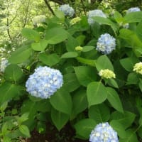 アカオフォレステの他の花！