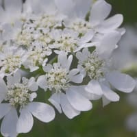 ５月に撮ったお花たち ⅱ