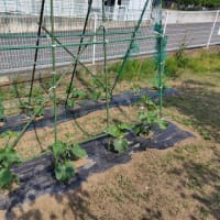 日曜菜園成育棚の作成