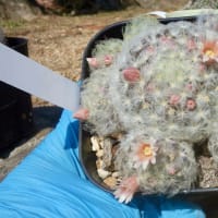 夏の多肉植物の置き場